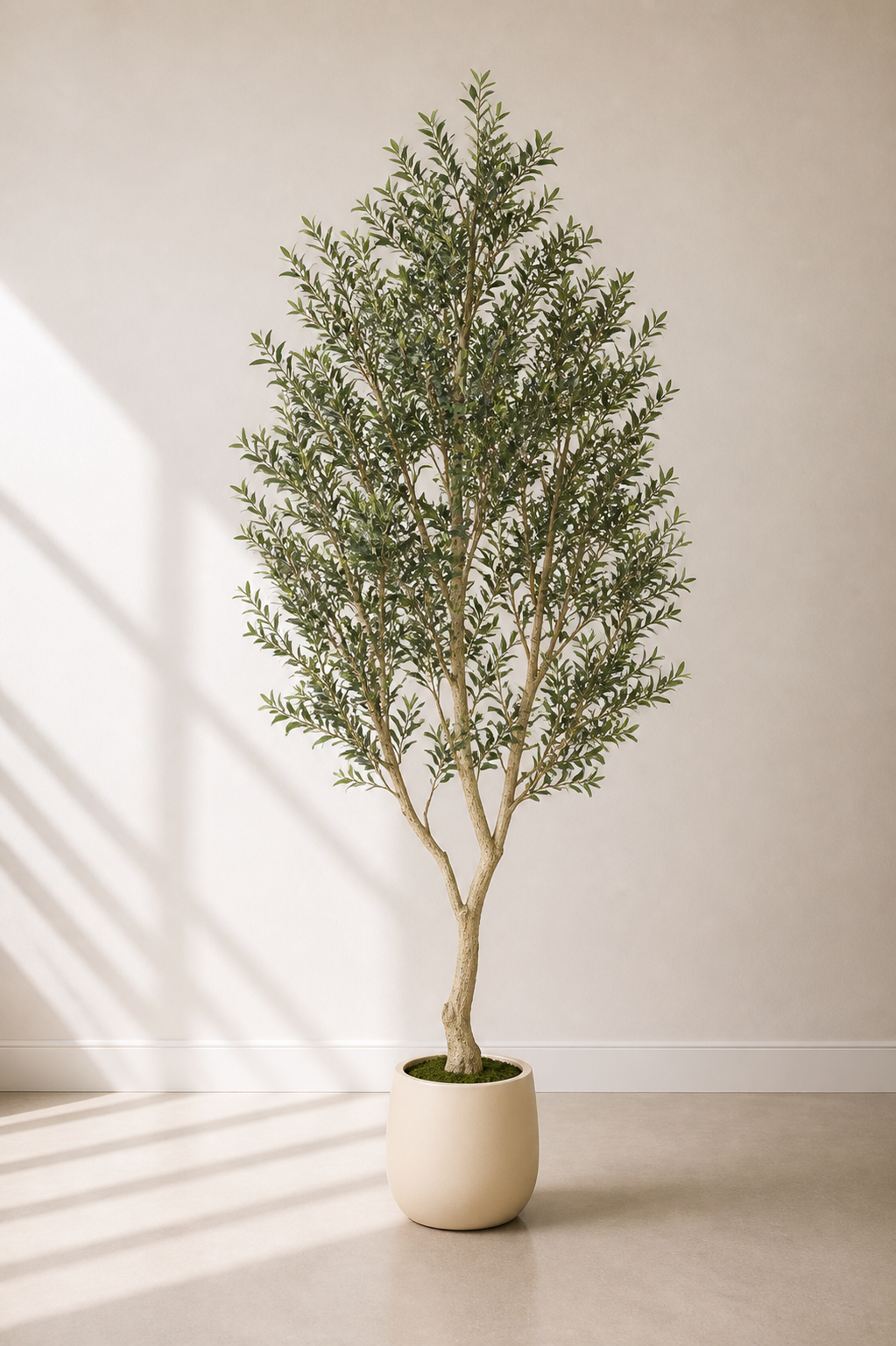 Mediterranean Olive