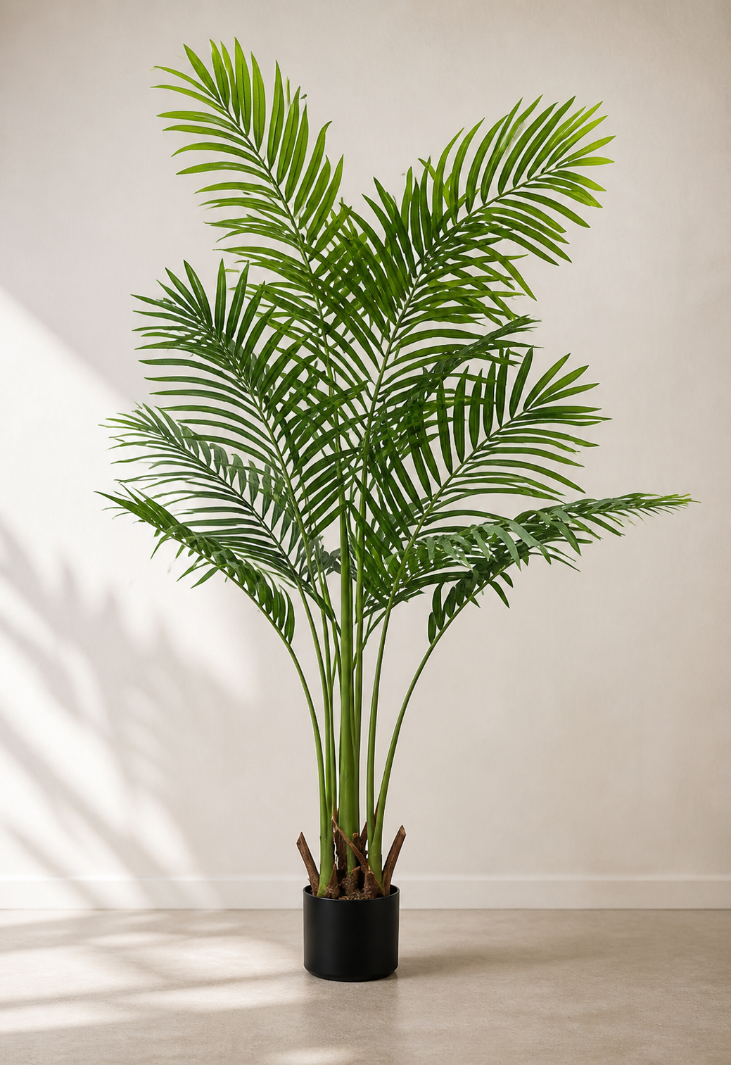 The Palm