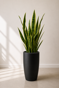 Urban Sansevieria